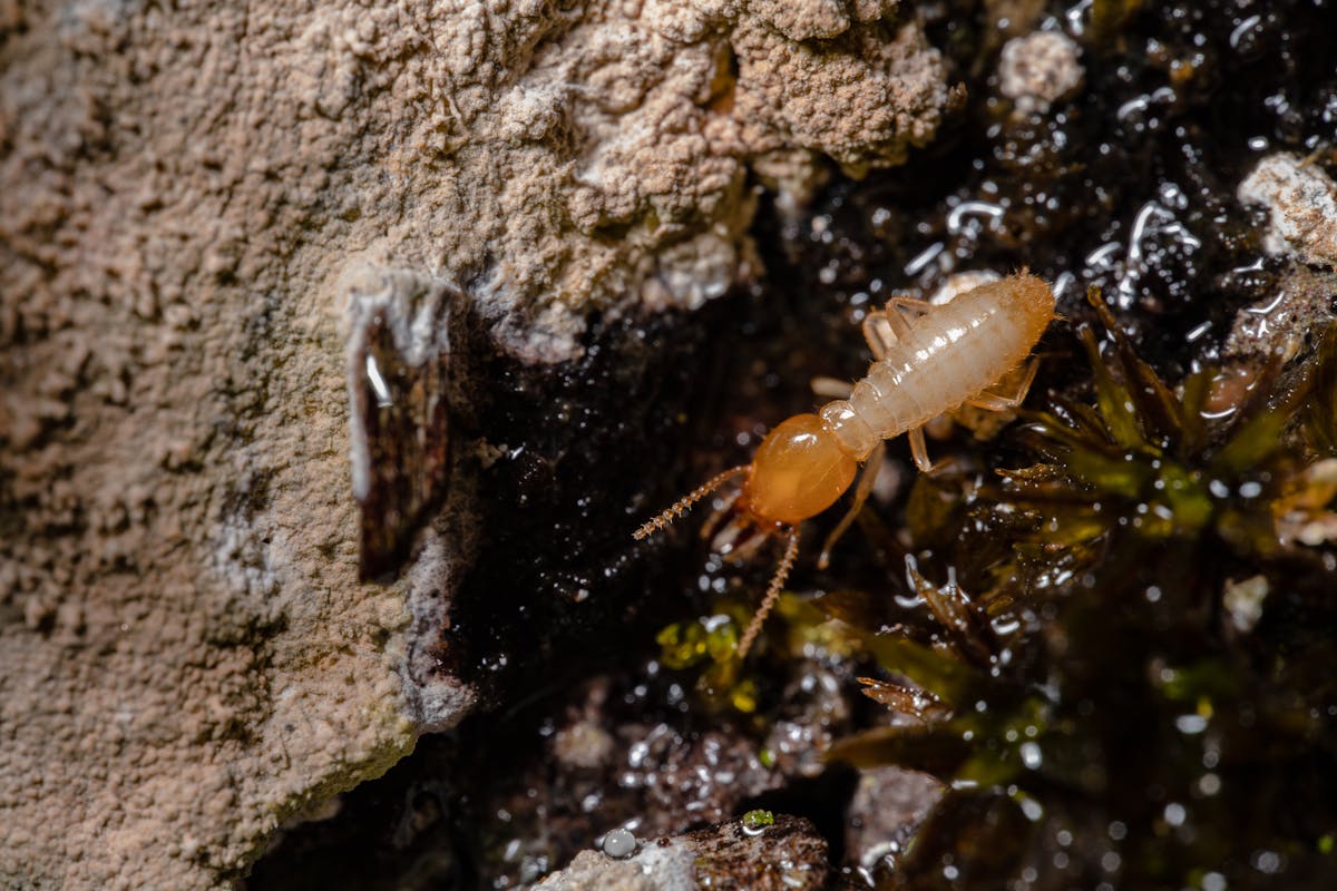 Close-up of termite on wood